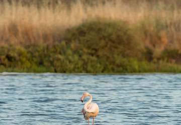 Flamingos in der Ria Formosa