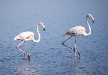 Flamingos in der Ria de Aveiro