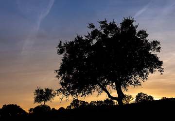Korkeiche im Abendlicht