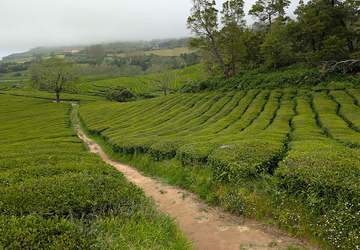 Teeplantage Gorreana auf São Miguel